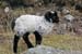 20060331_achillisland_southcoast_moutons_2
