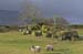 20060401_mayo_srahweemegalithictomb_alentours_3