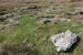 20060403_valenciaisland_brayhead_standingstones_2