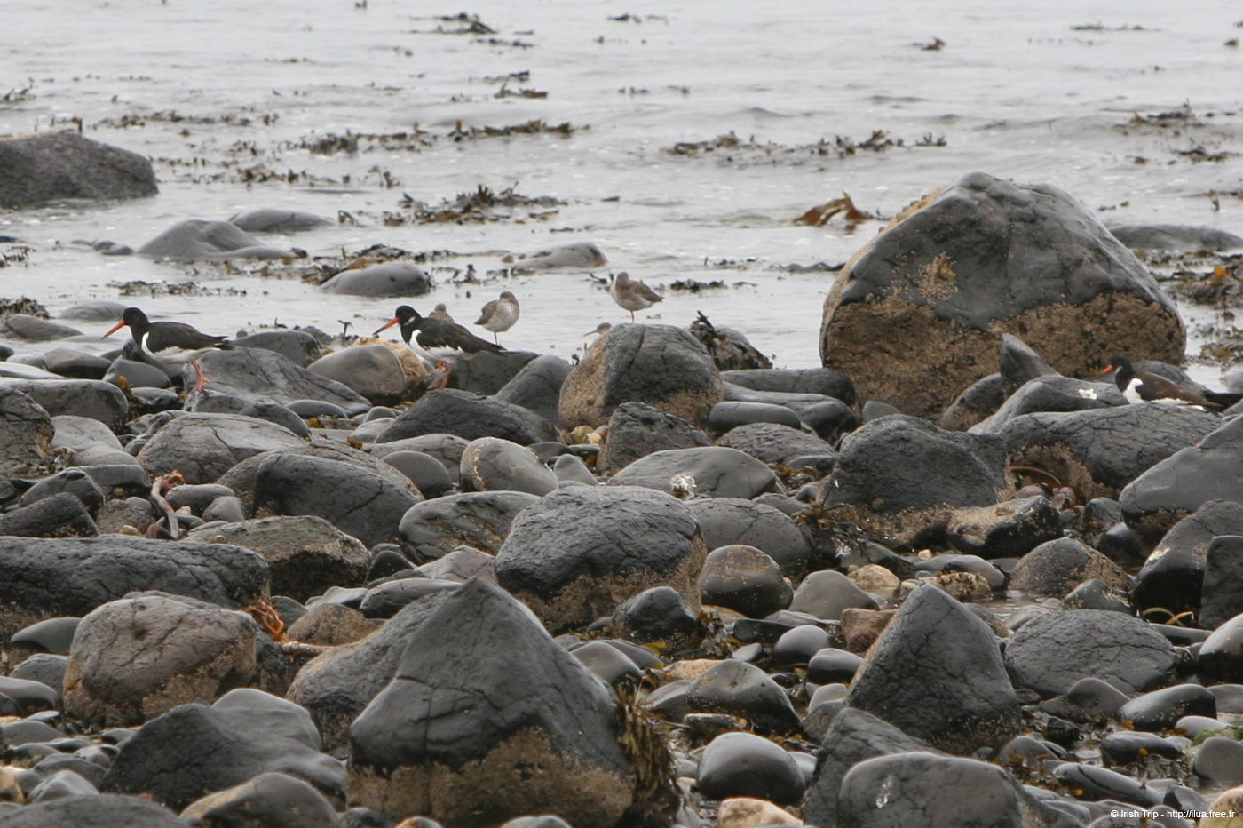 20081007_drainssbay03