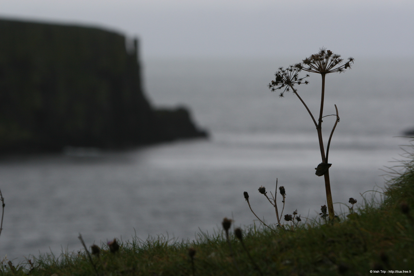 20081007_sheepisland05