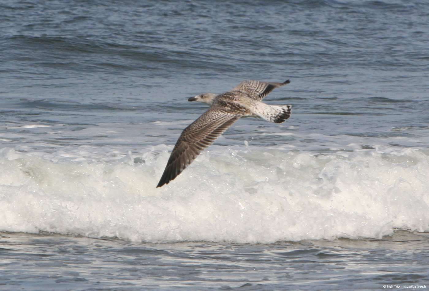 20081008_thewhiterocks13bird