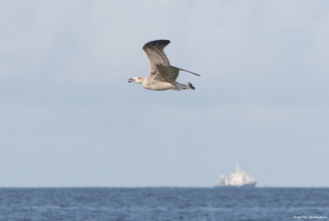 20081008_thewhiterocks15bird