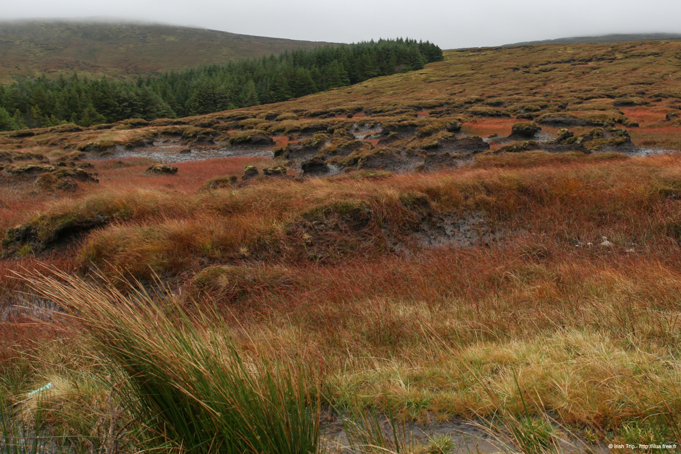 20081009_crocknamurrinlands01
