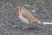 20081007_larrybanebird