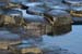 20081008_giantcauseway26