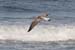 20081008_thewhiterocks13bird