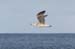 20081008_thewhiterocks14bird