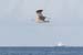 20081008_thewhiterocks15bird