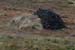 20081009_crocknamurrinlands02