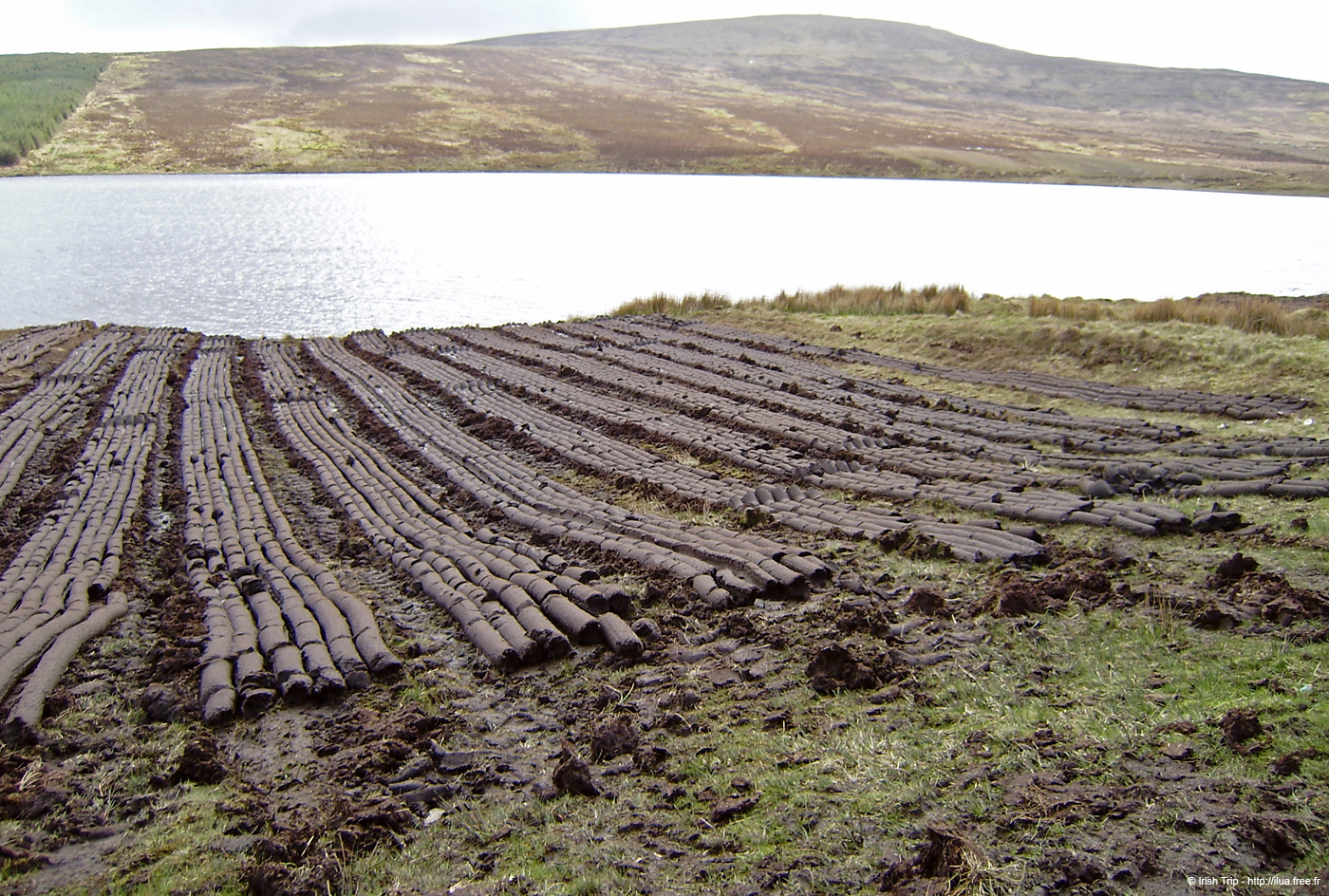20090427_bogs1
