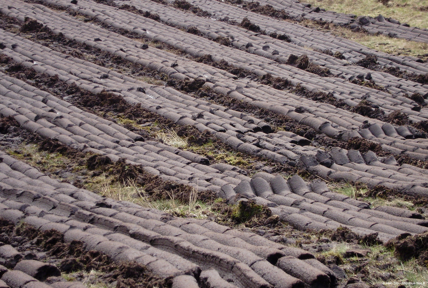 20090427_bogs2