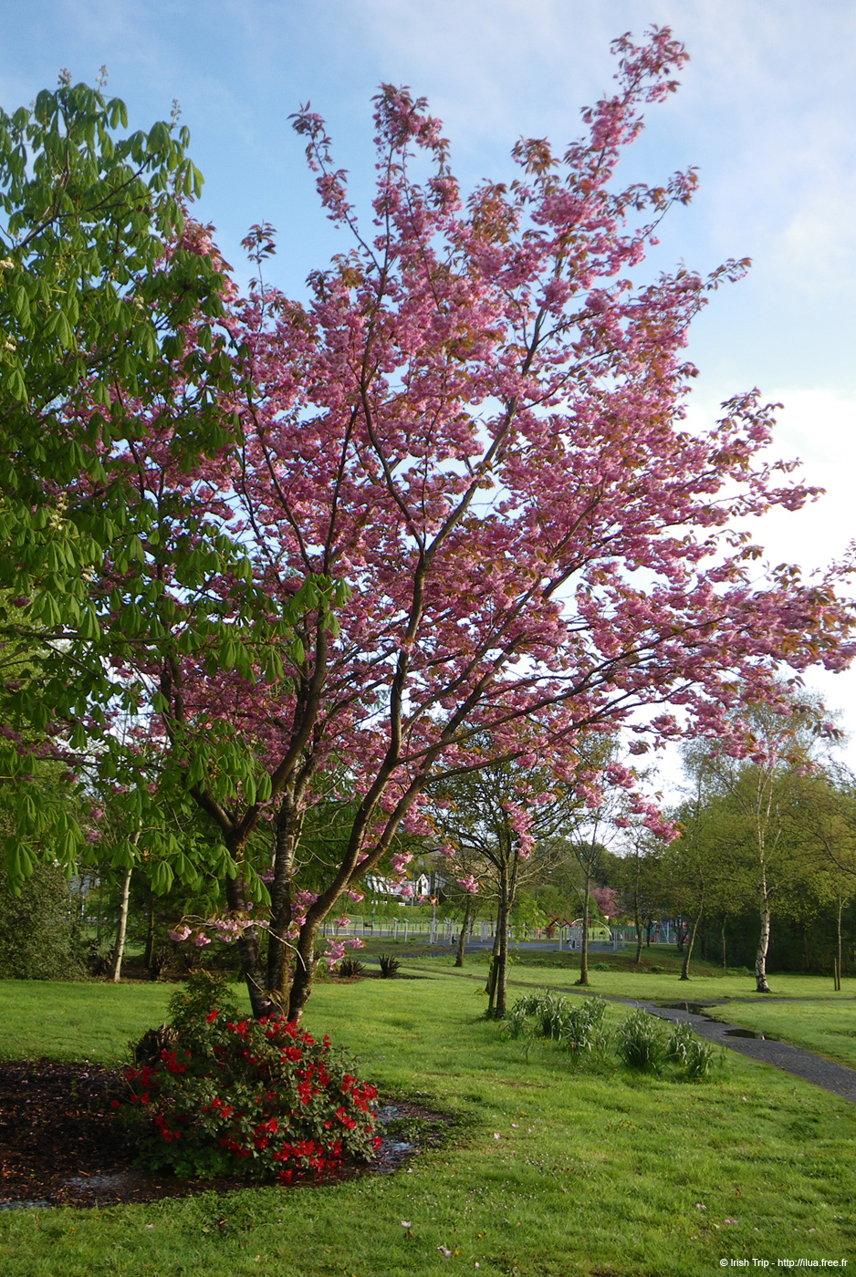 20090427_cavan05