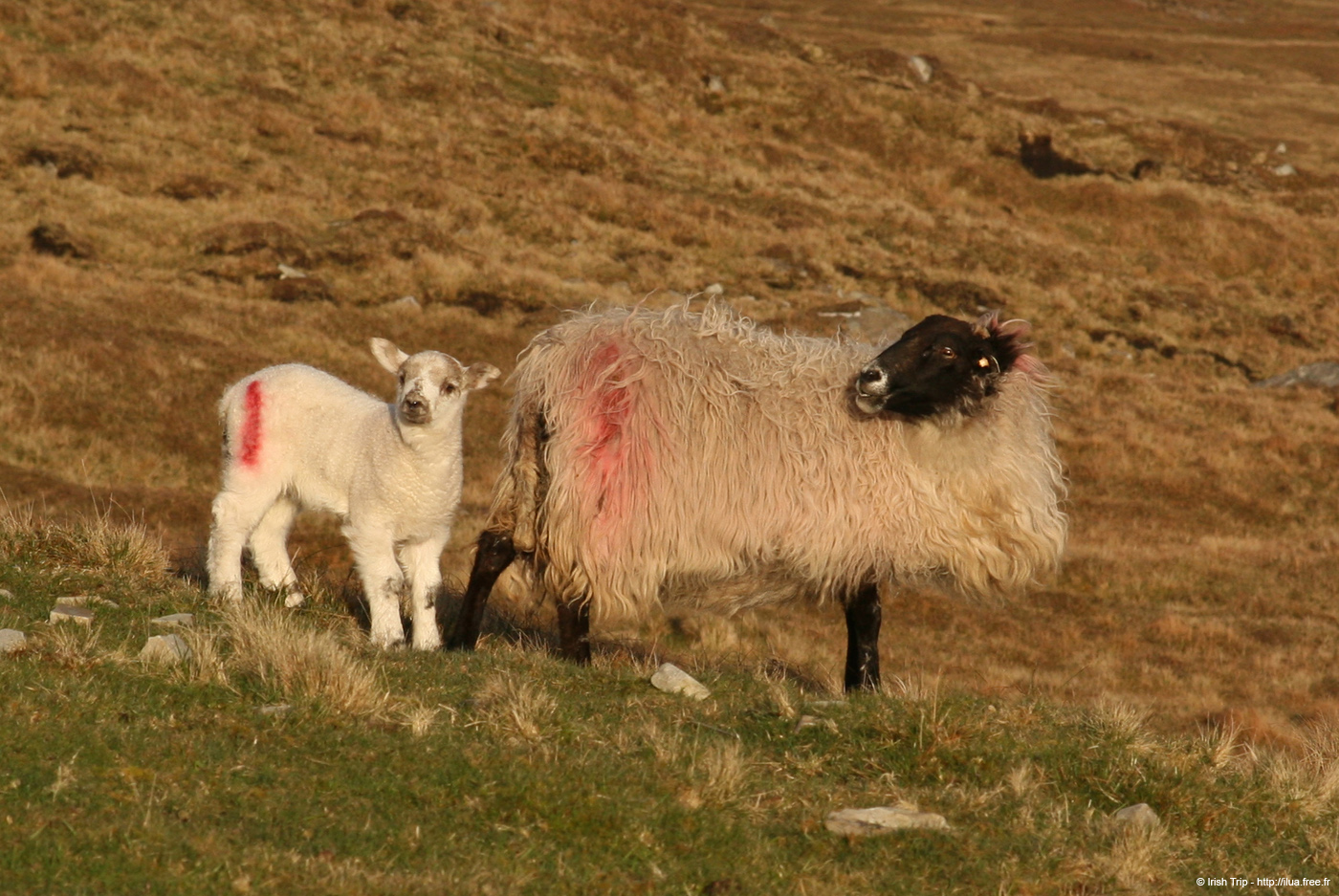 20090427_gcille_cloghan