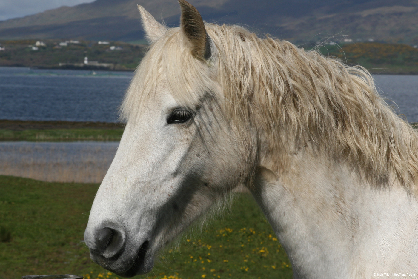 20090427_portnedhorse2