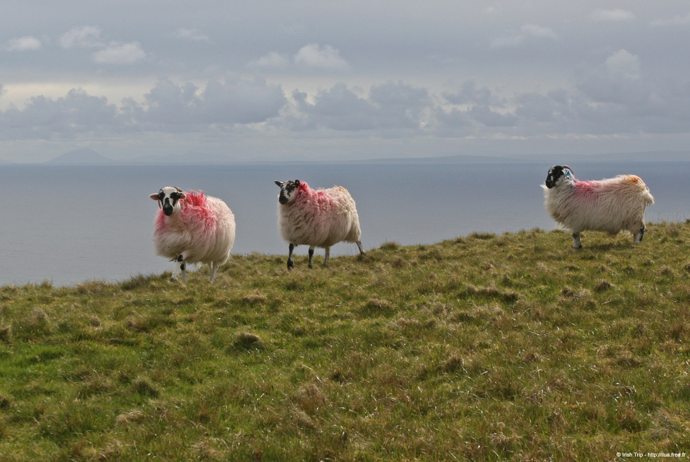 20090427_sliabhliag137