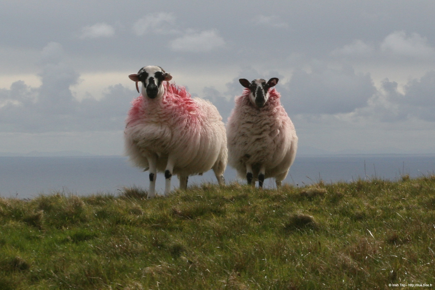 20090427_sliabhliag138
