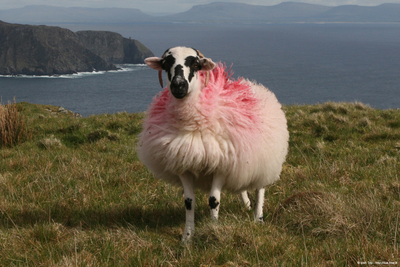 20090427_sliabhliag139