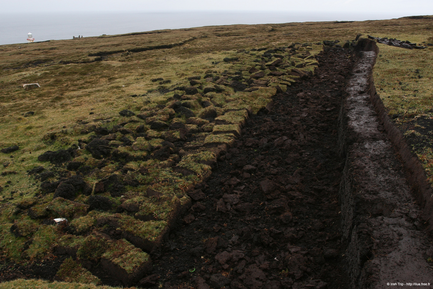 20090429_rinrawrosbogs02