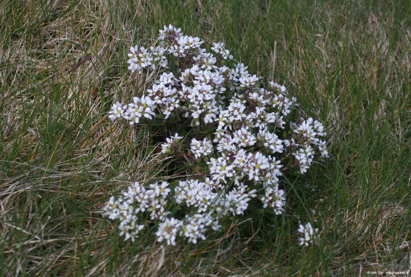 20090430_arannorthcoast13