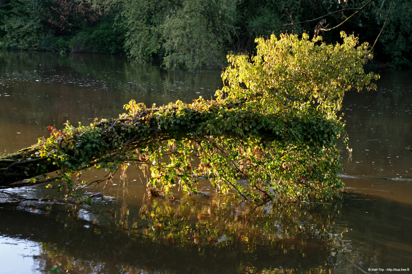 20090430_boyneriver1
