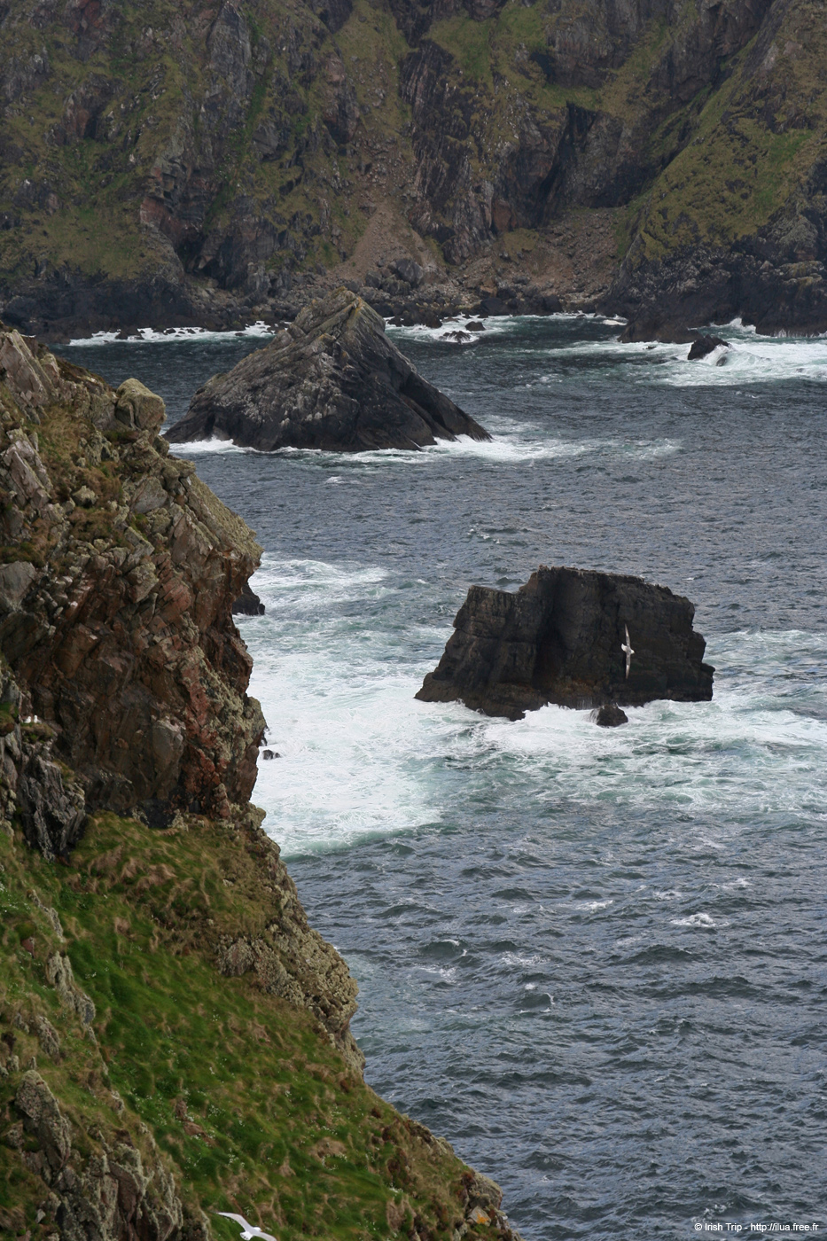 20090430_rinrawrosbay20