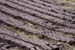 20090427_bogs2