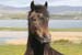 20090427_portnedhorse1