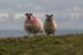 20090427_sliabhliag138