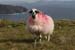 20090427_sliabhliag139