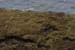 20090427_sliabhliag159