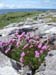 20090427_stjohnpoint07