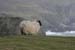 20090428_porthill79