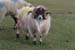 20090428_tharalpoint04