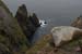 20090429_rinrawrosbay17