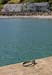 20090430_leabgarrow01
