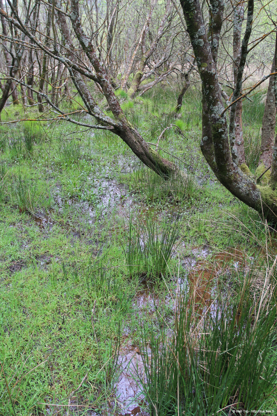 20120504_glendalough_glenealoriver5