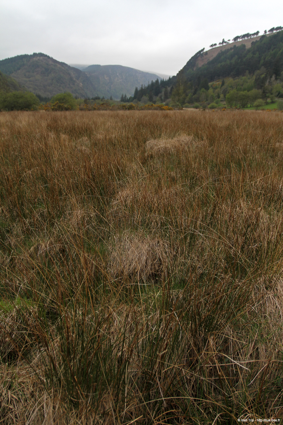 20120504_glendalough_lowerlakevalley1