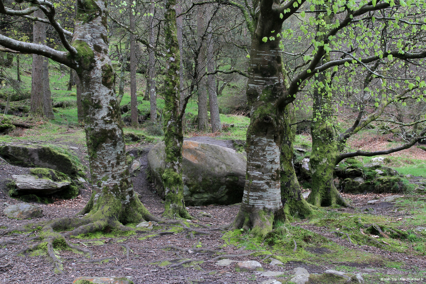 20120504_glendalough_park01