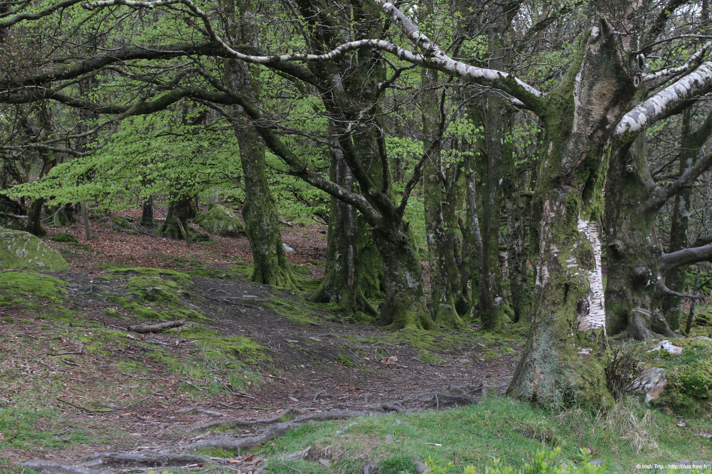 20120504_glendalough_park03