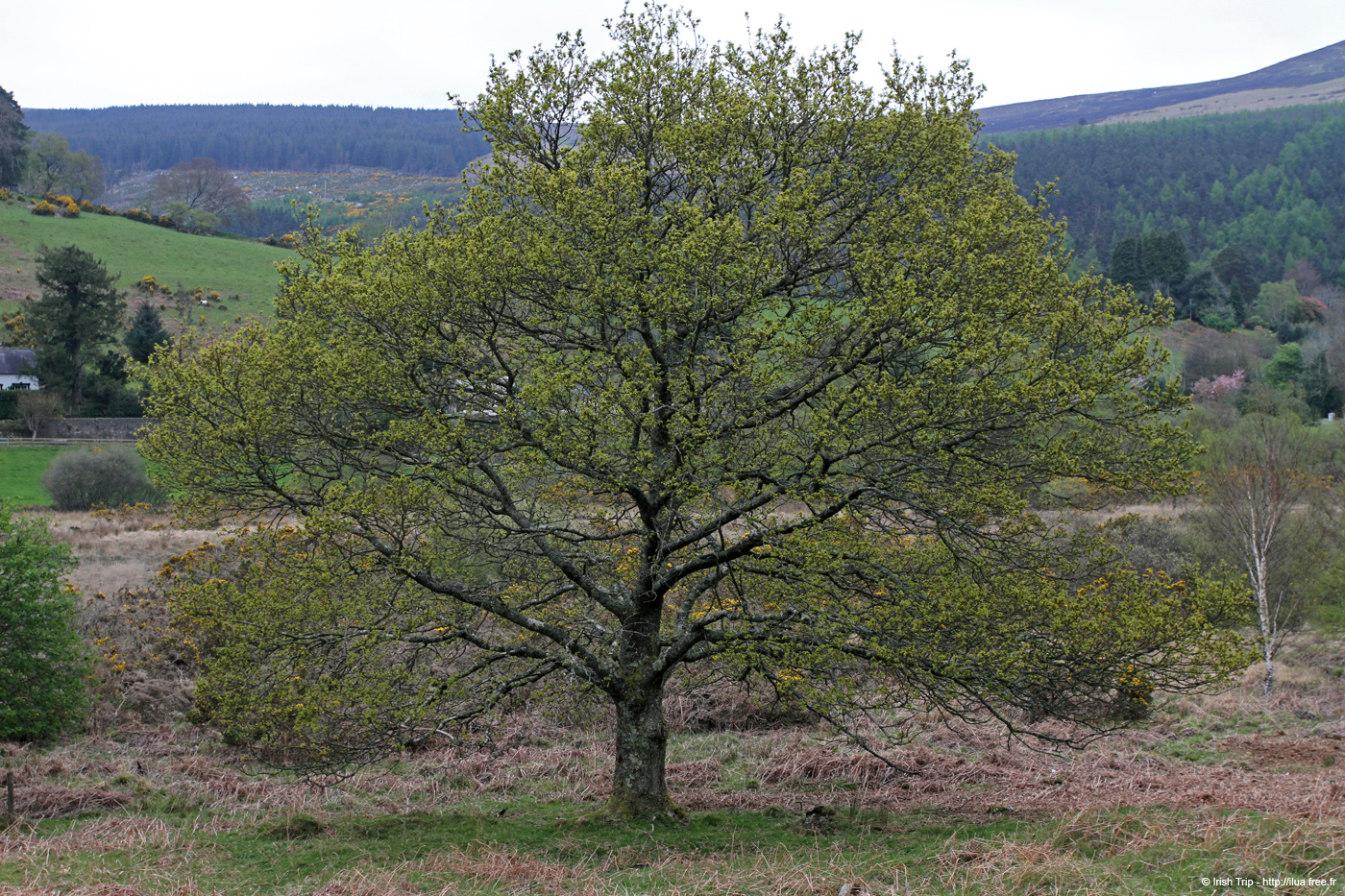20120504_glendalough_park05