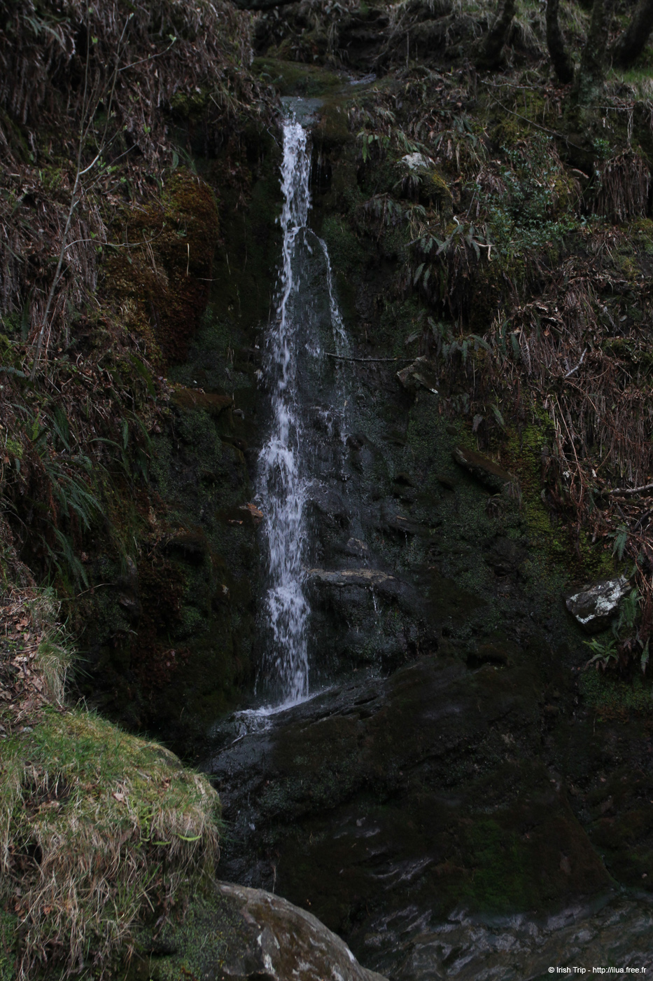 20120504_glendalough_park08