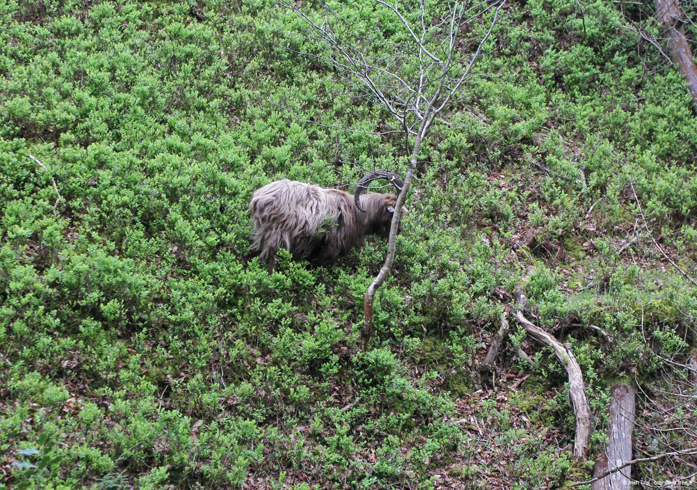 20120504_glendalough_poulanassalley