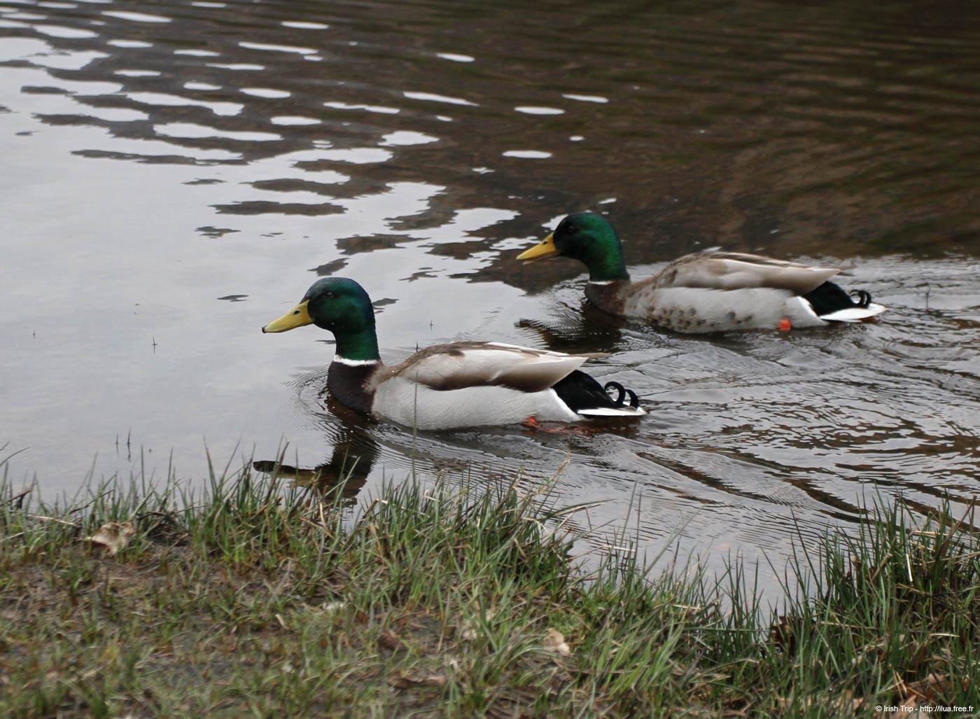 20120504_glendalough_upperlake8