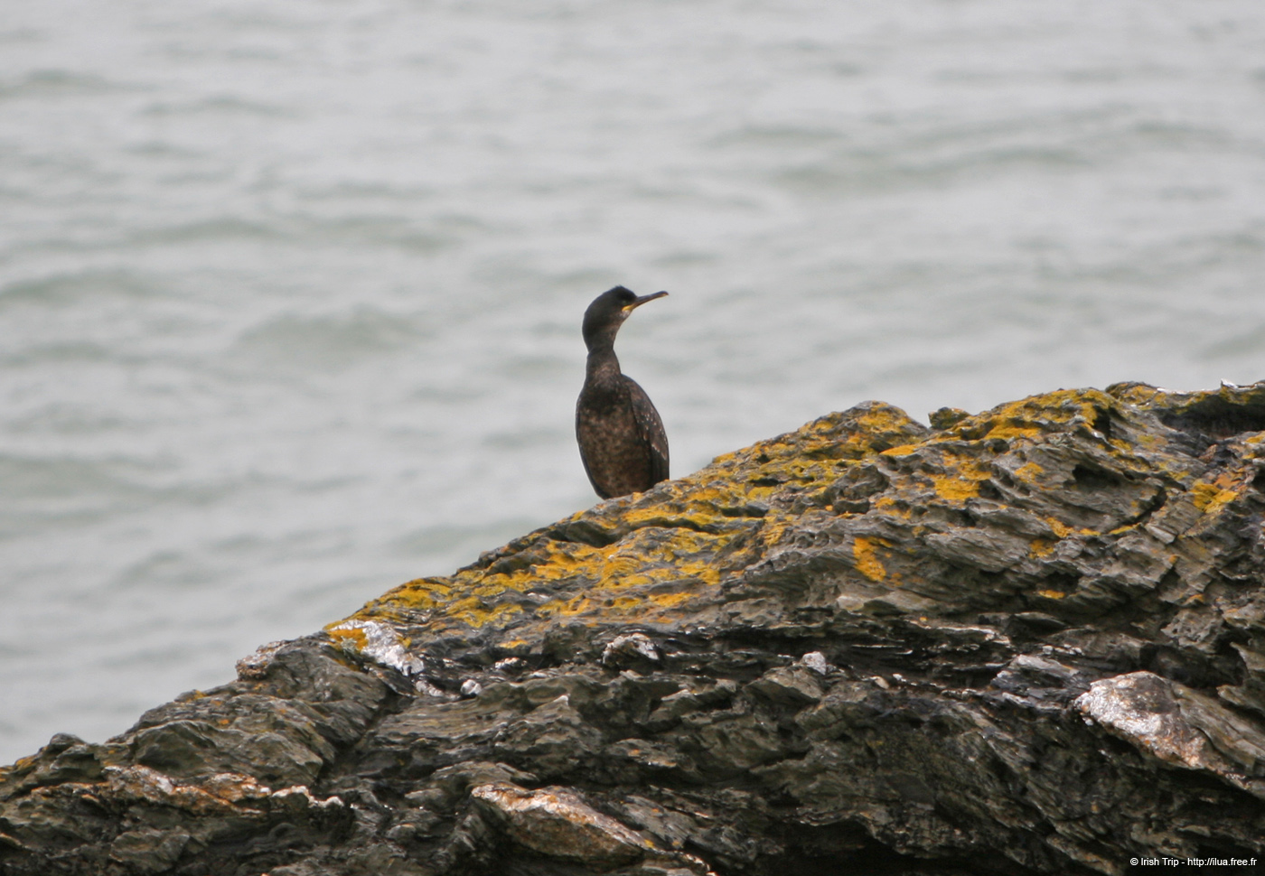 20120504_wicklow_head_birds1