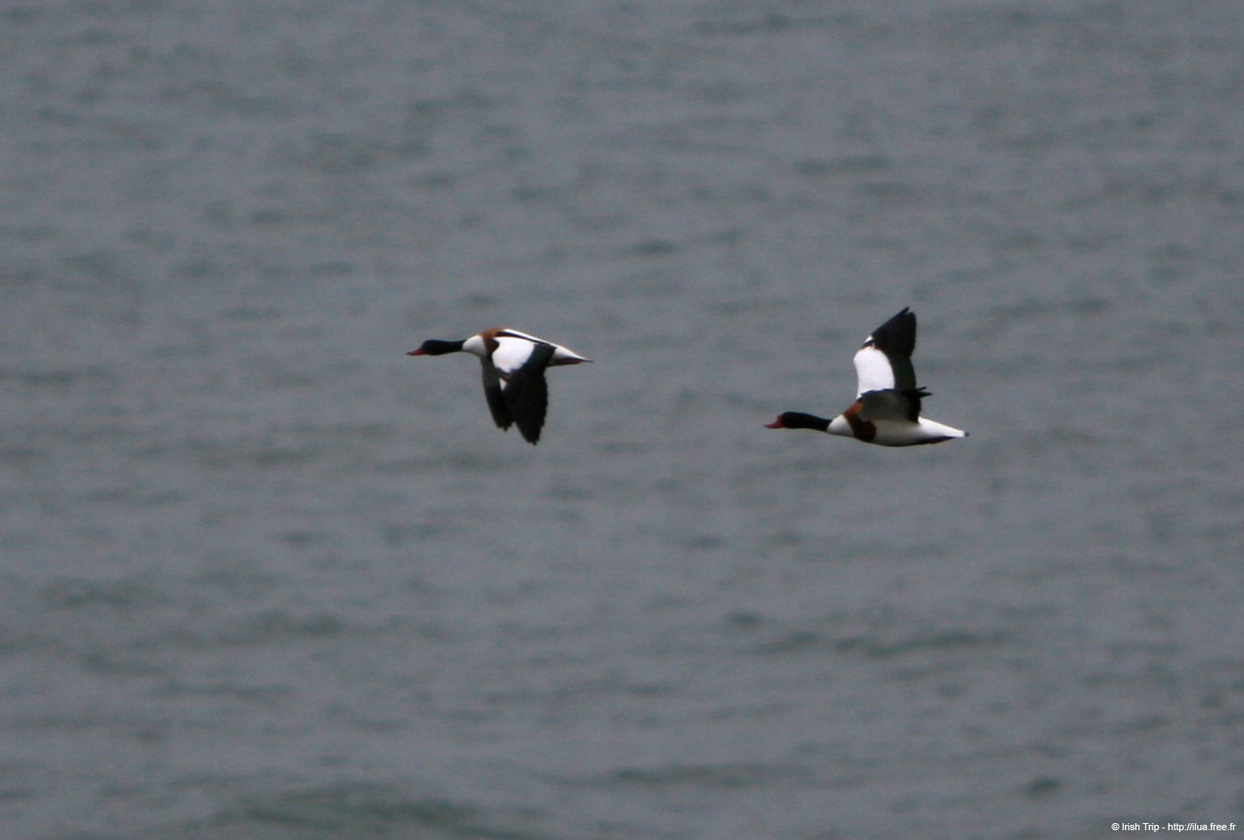 20120504_wicklow_head_birds2