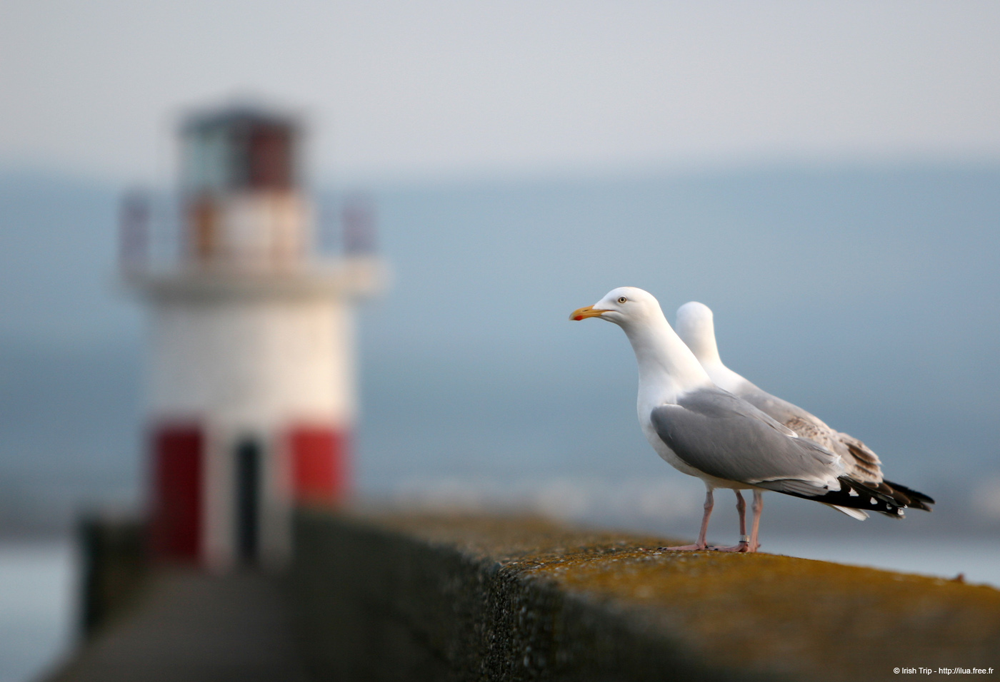 20120504_wicklowpier2