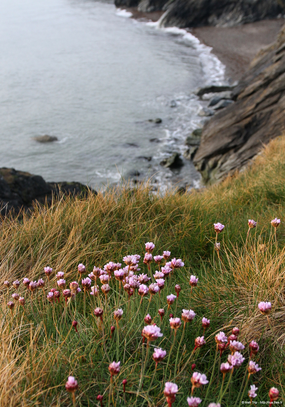 20120504_wicklowreavelahawkcoast1