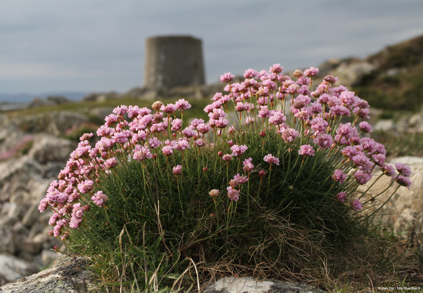 20120505_rossaveelmartellotowerfromsse6