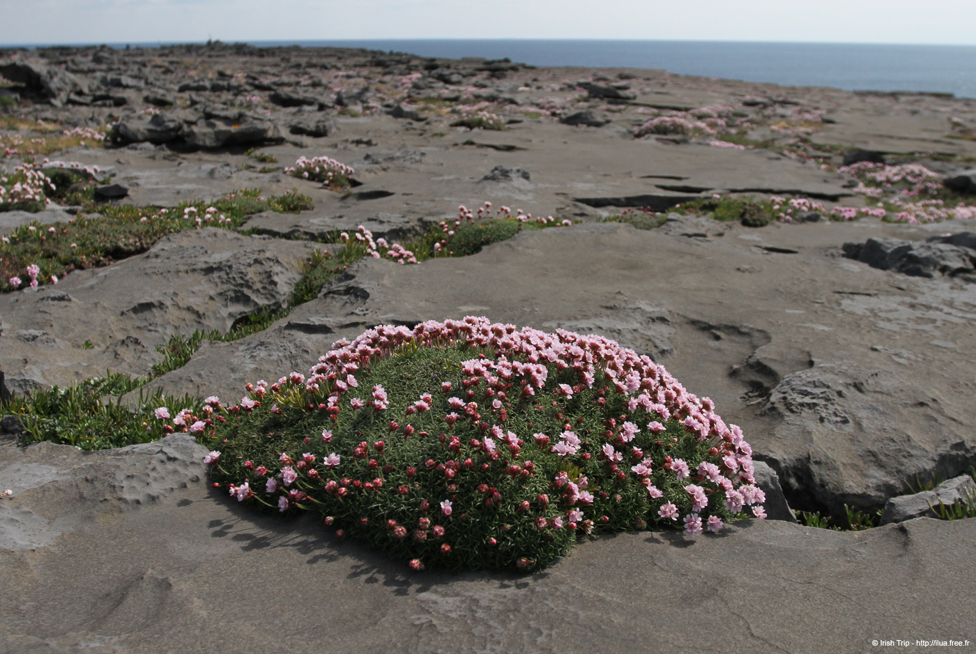 20120506_aranblindsoundbftcflowers01